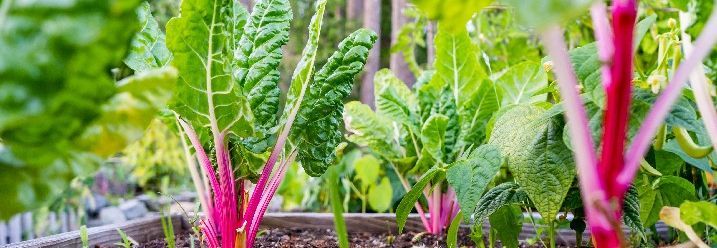 Mangoldpflanzen im Hochbeet